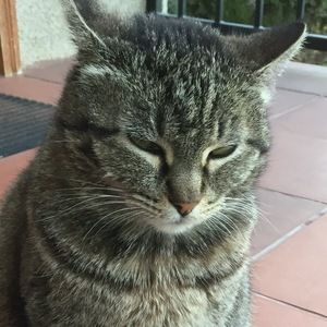 Meet your Posher, Iris